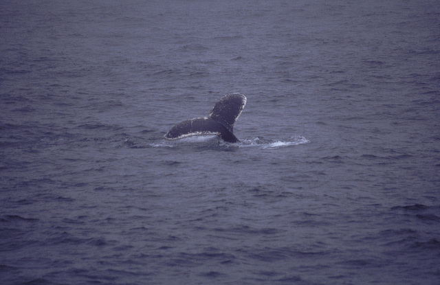 Diving Humpback Whale