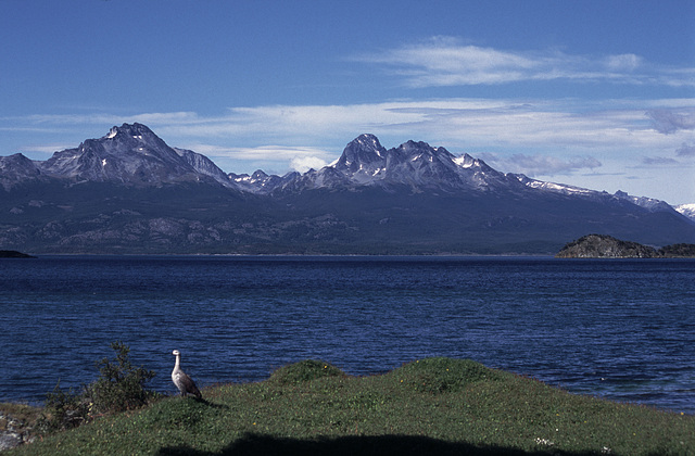 Upland Goose - Tierra del Fuego