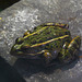 Endangered Leopard Frog
