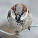 Lowly, but handsome, House Sparrow