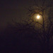 winter moon and the crabapple tree
