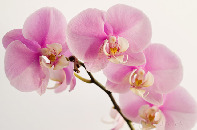 Orchids on White