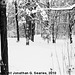 Trees in the Snow, Picture 2, Krc, Prague, CZ, 2010