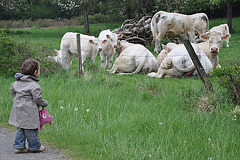 la petite fille et les vaches