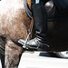25.USPP.Horseback.NationalMall.WDC.3July2010