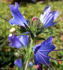 Vipérine commune (Echium vulgare)