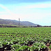 California Lettuce