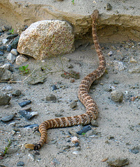Rattlesnake (5711)