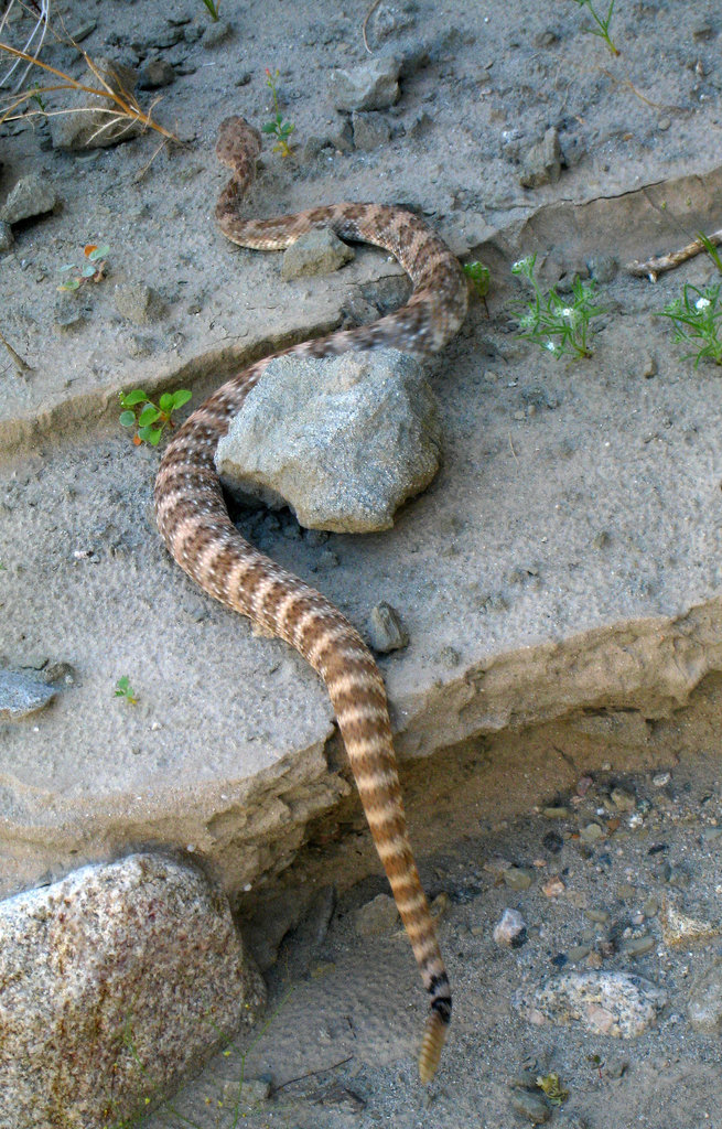 Rattlesnake (5712)