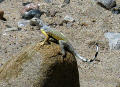 Lizard in Mecca Hills (5746)