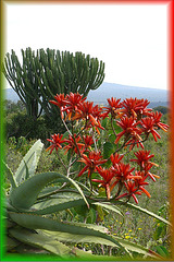 Plantes de Tanzanie