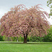 Mandelblütenbaum - Migdalflora arbo