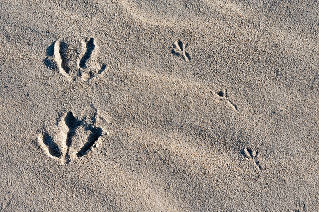 Footprints 1