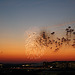 45.Fireworks.DinnerParty.TiberIsland.SW.WDC.4July2010