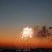 48.Fireworks.DinnerParty.TiberIsland.SW.WDC.4July2010