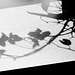 Schattenblume - Shadow Flower