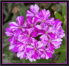 Fleurettes Violettes