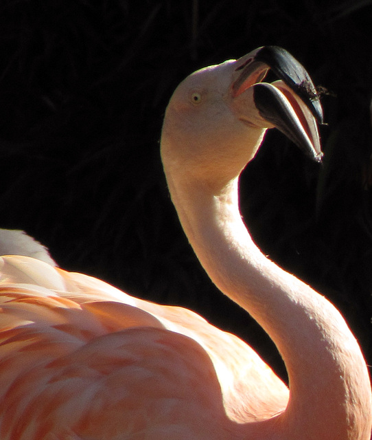 Flamingogesang