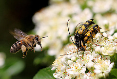 20100616 5414Mw [D~LIP] Honigbiene, Gefleckter Schmalbock (Strangalia maculata), Bad Salzufeln