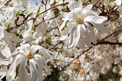 magnolio