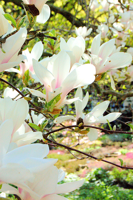 magnolio