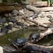 Schildkrötenfamilie