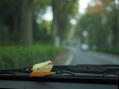 Dry leaves on the windshield