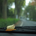 Dry leaves on the windshield