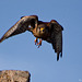 Cernicalo vulgar (falco tinnunculus canariensis)(♂)
