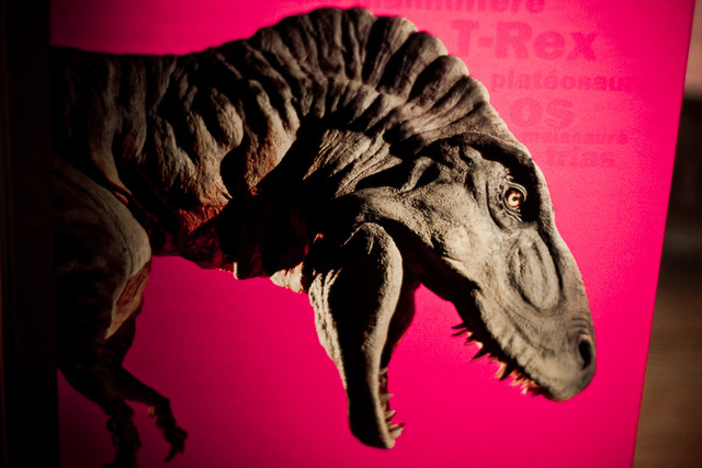 Pink T-Rex