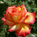rose de mon jardin