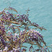 Blauregen (Wisteria sinensis)