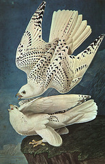 Faucons gerfaut, œuvre de John James Audubon