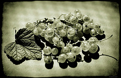 white currants