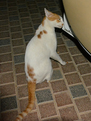 Dubai 2013 – Cat examining a car door