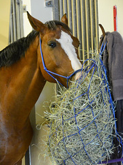 Dubai 2013 – Getting his snout in the hay