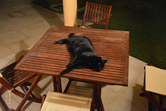 Dubai 2013 – Cat on a cool wooden table