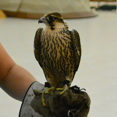 Dubai 2013 – Falcon