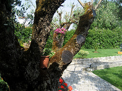 A-dos-Ruivos, olive tree (3)