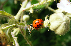 Ladybird crossing