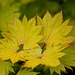 20100529 4694Mw [D~LIP] Gold-Ahorn (Acer shiras 'Aureum'), Bad Salzuflen