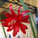 Cactus Flower (5825)