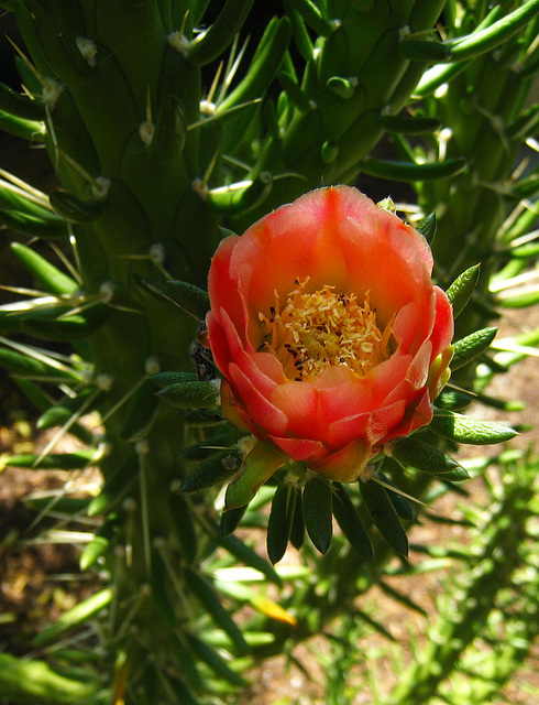 Cactus Flower (5846)