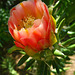 Cactus Flower (5847)