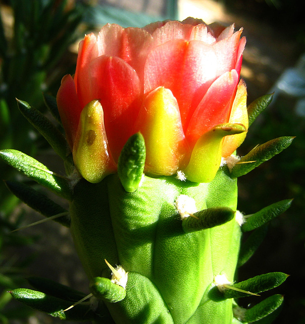 Cactus Flower (5848)