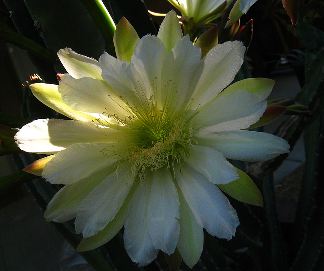 Cereus Bloom (5827)