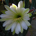Cereus Bloom (5828)