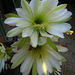 Cereus Bloom (5829)