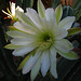 Cereus Bloom (5830)