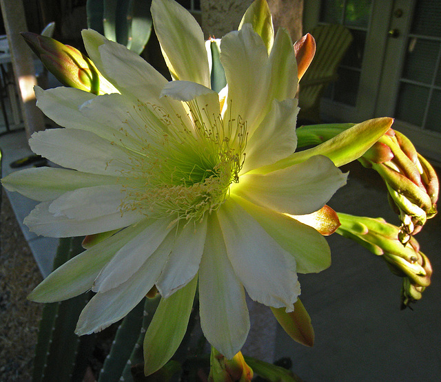 Cereus Bloom (5833)